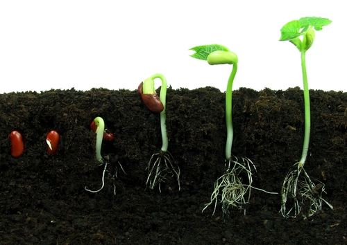 Bean seedlings